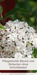 Baume Und Straucher Die Du Nicht Schneiden Musst Straucher Garten Garten Pflanzen Baum Vorgarten