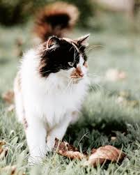 Dieser wird immer als toilette… daß katzen den eigenen garten meiden, halte ich für ein gerücht, denn unser kater mochte meine beete, für sein geschäft, ganz gerne. 1001 Ideen Und Hilfreiche Tipps Wie Sie Die Katzen Vertreiben Katzen Katzenallergie Hilfreiche Tipps