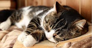 If you're still wondering how old your healthy cat is, a rough equivalent of cat years to human years is calculated as 15 human years for cats that are 12 months and younger, then go up 9 years to work out kitty's second birthday, and finally each cat year after two is an additional three or four human years. Cat Years To Human Years Petfinder