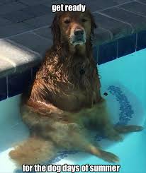 We did not find results for: Funny Animals 19 Dump A Day