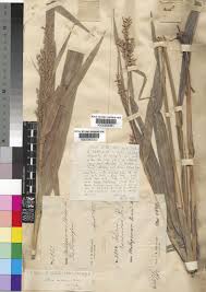 Image result for Scleria racemosa