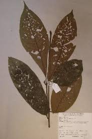 Image result for Trichilia prieuriana