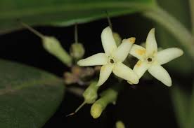 Image result for Hunteria umbellata