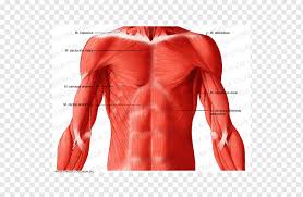 The abdominal muscles also play a major role in the posture and stability to the body and compress the organs of the abdominal cavity during various activities such as breathing and defecation. Abdomen Thorax Rectus Abdominis Muscle Abdominal Cavity Others Anatomy Arm Human Body Png Pngwing