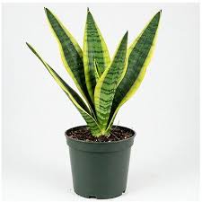 Image result for Habenaria laurentii