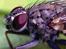 Image result for BLACKFLY ON TOMATO PLANTS