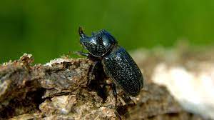 Rhinoceros Beetle (Sinodendron cylindricum) - Woodland Trust
