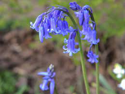 Same day easter flowers flowers deliverd in bridlington from petals florist. Blue Flowers For Your Garden Saga