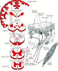 The merkel disc is a main type of tactile end organ for sensing gentle touch and is essential for sophisticated sensory tasks, including social interaction, environmental exploration. Joint Position Sense And Vibration Sense Anatomical Organisation And Assessment Journal Of Neurology Neurosurgery Psychiatry