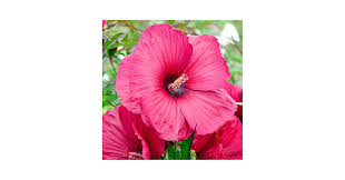 Image result for Hibiscus noldeae