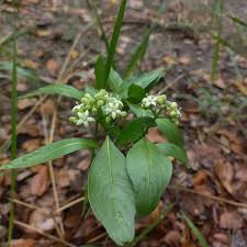 Image result for Rytigynia orbicularis