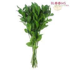 Wholesale Israeli Ruscus Green Butcher S Broom Wholesale Flowers Thanksgiving Flowers Flowers Uk