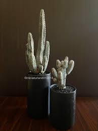 Image result for Euphorbia fanshawei