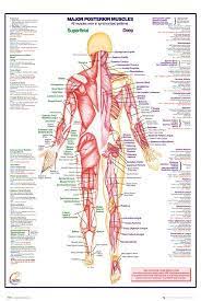 Start studying human a&p muscles. Human Body Major Posterior Muscles Posters Allposters Com