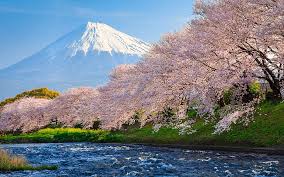 This hd wallpaper is about cherry blossom tree on cliff digital wallpaper, cherry blossom on cliff mountain, original wallpaper dimensions is 1920x1080px, file size is 278.43kb Cherry Blossoms In Front Of Mount Fuji Fuji 4k Hd Wallpaper Sakura Wallpaperbetter
