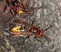 Es kann jedoch vorkommen, dass sich rivalisierende völker der asiatischen riesenhornisse gegenseitig angreifen. Hornisse Vespa Crabro Lexikon Der Schadlinge