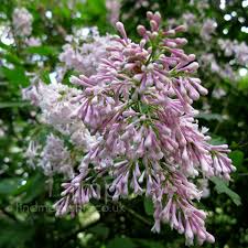 Image result for Syringa prestoniae