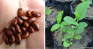 Image result for Annona senegalensis