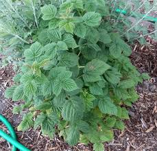 In this episode we will discuss how to grow raspberries. Raspberries Won T Flower 410536 Ask Extension