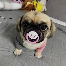 Chihuahua pelo lungo in cani. Pin Di Np Su Sfondi Con Immagini Cuccioli Di Animale Simpatici Animaletti Carlini Divertenti