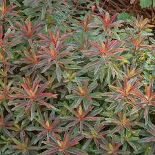 Image result for Euphorbia