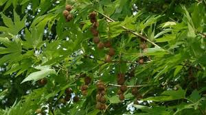 Image result for Platanaceae