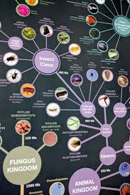 Evolution And Classification Of Life Poster Etsy Life Poster Classification Evolution