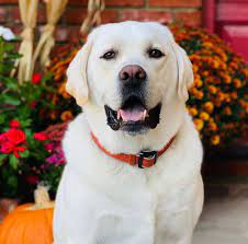 White lab puppies for sale in texas. Are White Labradors Purebred And Other Facts You Need To Know K9 Web