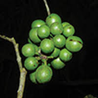 Image result for Polyceratocarpus gossweileri