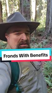 Exploring Deer Ferns in Redwood Forest Ecosystem