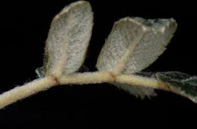 Image result for Nesogenaceae