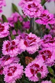 Dianthus Everlast In 2020 Flowers Perennials Beautiful Flowers Best Perennials