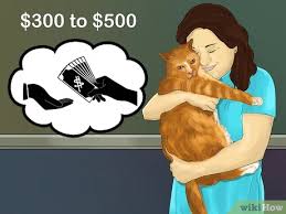 Sample animal rescue budgets / animal shelter rockingham county north carolina. How To Budget For A New Cat 10 Steps With Pictures Wikihow