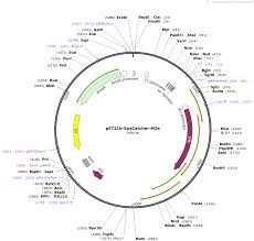 Maybe you would like to learn more about one of these? Addgene