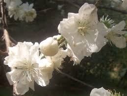 Check spelling or type a new query. Double White Early Flowering Peach Prunus Persica Snow White Dbl Bloom Zone 6
