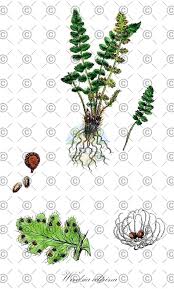 Image result for Woodsiaceae