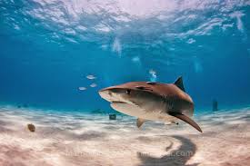Shark Diver Shark Diving Swimming With Sharks Breathhold Diving At Tiger Beach Shark Shark Diving Bull Shark