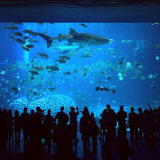 Top 10 Des Plus Grands Aquariums Au Monde Where Else