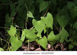 Image result for Fallopia convolvulus