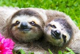 Baby Sloths Cute Sloth Pictures Cute Animals Baby Sloth