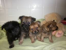 The mother is a 4 pound ckc cream color pomeranian. Pomeranian Mixed With Chihuahua Puppy Off 77 Www Usushimd Com