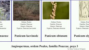 Image result for Panicum phragmitoides