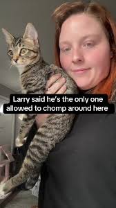 Larry the Goofball Cat Plays with Ham