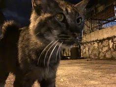 pin by iloveyouiloveusmost on 2021 01 10 in 2021 animals cats panther