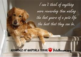 Pets N More Inspiring Quotes For People Who Love Animals Animal Lover Quotes Animal Quotes Dog Quotes