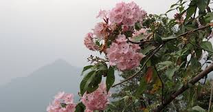 Image result for Feretia aeruginescens