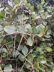 Image result for Scolopia zeyheri