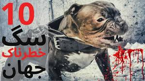 Check spelling or type a new query. Ø¯Ù‡ ØªØ§ Ø§Ø² Ø®Ø·Ø±Ù†Ø§Ú© ØªØ±ÛŒÙ† Ùˆ ÙˆØ­Ø´ÛŒ ØªØ±ÛŒÙ† Ø³Ú¯ Ù‡Ø§ÛŒ Ø¬Ù‡Ø§Ù†