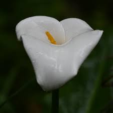 Image result for Zantedeschia albomaculata