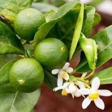 Mexican lime trees produce one of the most commonly found limes in the us and have many names including the key lime tree. Key Lime Tree Key Lime Tree For Sale Plantingtree